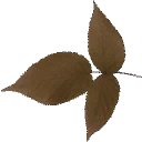 veg_leafred texture from gta_proc_grasslanda.txd (128x128 DXT3)