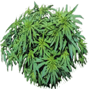 veg_marijuana texture from grasshouse.txd (128x128 DXT3)