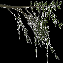 weeelm texture from tree2.txd (128x128 ARGB32)